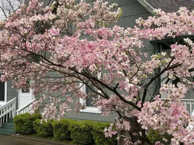 Dogwood