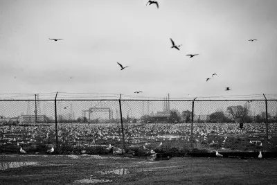 Ornithophobia